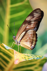 Obraz na płótnie Canvas Brauner Schmetterling gestreift auf Blatt