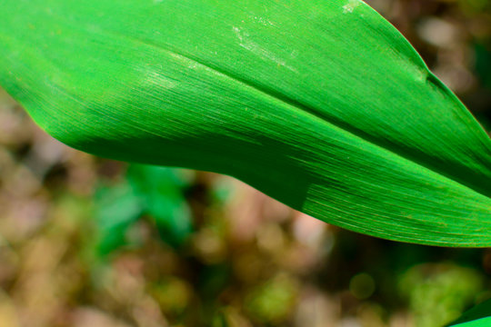 Lily of the valley in the forest. Close Up of lily of the valley in the forest.