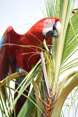 Guacamaya feliz