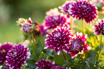 Beautiful Dahlia Mystery Day Flowers at Sunset in Summer Background/Wallpaper