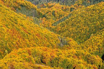 Obraz premium Beautiful yellow, orange and green autumn forest, many trees on the orange hills