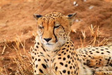Gepard 8