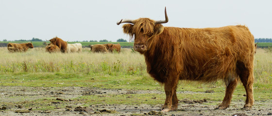 Heck Cattle / scotland Higland beautifull curious 