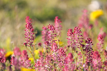 Bright red common fumitory flower (Fumaria officinalis)