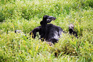 Fototapeta premium Happy old black Labrador Retriever dog, playing in a meadow