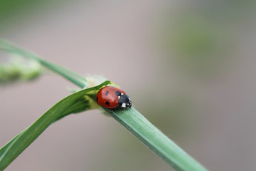 Ladybug sitting on a plant in a field in summer