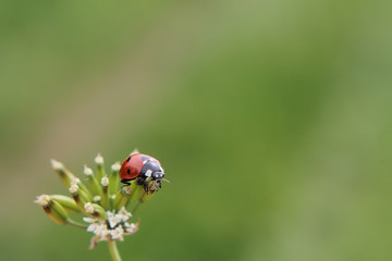 Ladybug sitting at the top of a plant with a lot of open space and a green background