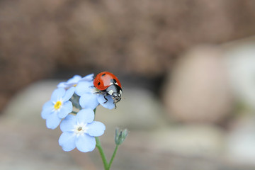 Red ladybug sitting on small blue forget me not flowers