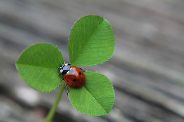 Fototapeta premium A ladybug sitting at the center of a clover leaf