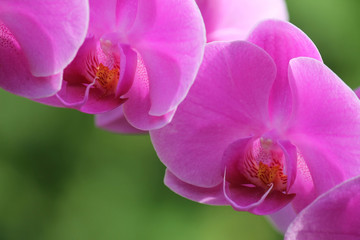 Fototapeta na wymiar Close up of two purple, pink orchid flowers