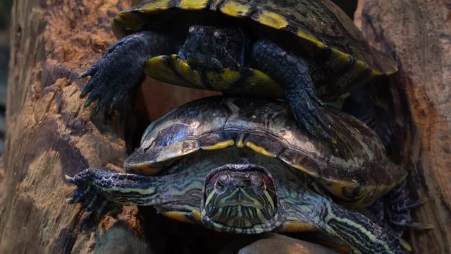 ミドリガメ」の写真素材 | 5,921件の無料イラスト画像 | Adobe Stock