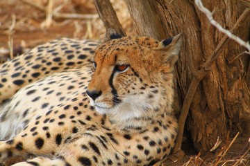 Gepard 5