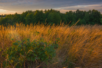 evening sunset warm colors illuminate grass dry plants in meadow nature macro cereal field