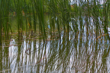 Grass reeds calamus grow on the water in the lake are green young spring nature plants are reflected in the water