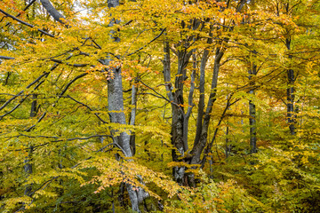 Autumn forest trees landscape