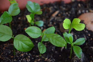 Brotes de limonero en la tierra