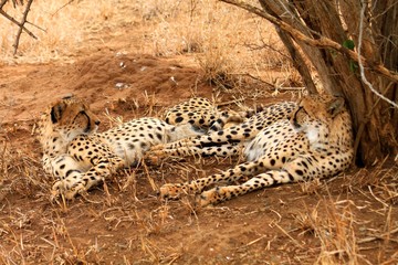 Gepard 3 © Marcus