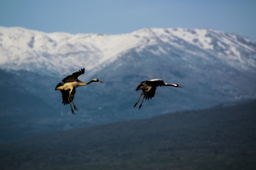 two crane in front of the hermon mountain