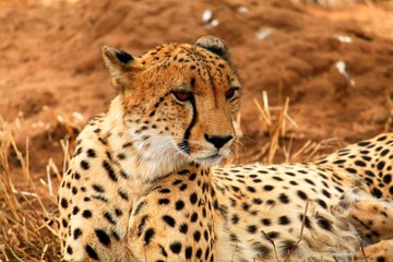 Gepard