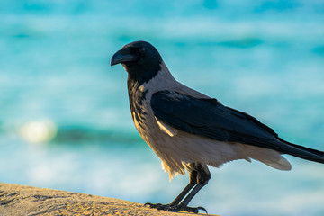 A Raven in front of the sea