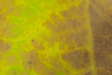 Autumn leaf close-up