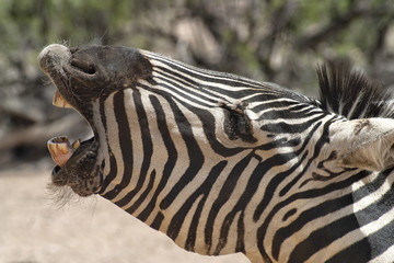 Grant&rsquo;s Zebra. Closeup of head with mouth open and barking and looking to the left.