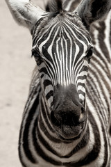 Fototapeta na wymiar Grant’s Zebra. Closeup of head with eyes looking at camera.