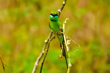 Asian green bee-eater showing domination signals