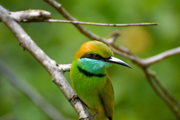 Asian green bee-eater  looking for a bait