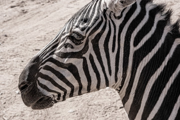 Grant’s Zebra. Closeup of head and neck.