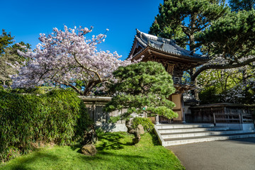 Beautiful cherry blossoms on the left and the entrance to the Japanese Tea Garden in Golden Gate Park is partially covered by a nicely pruned pine on the right
