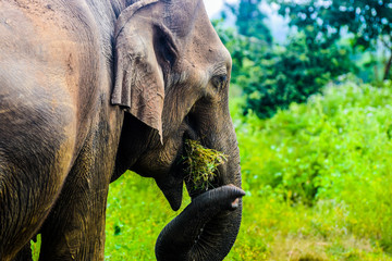 A wild elephant eating a grass