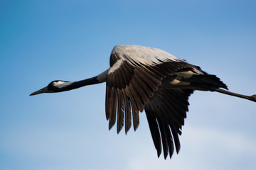 A Crane flying across the sky