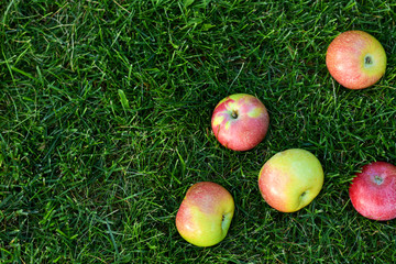 ripe apples on a green lawn
