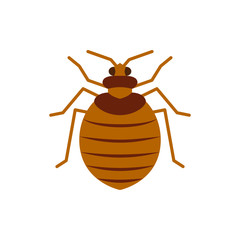 Bedbug insect pest single flat color vector icon