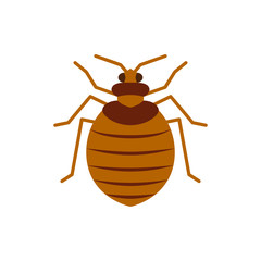 Bedbug insect pest single flat color vector icon