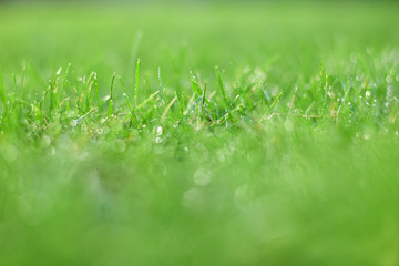 green grass with water drops