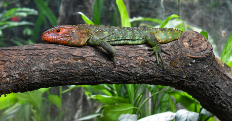 Una lucertola caimano (Dracaena guianensis) allo zoo di Singapore
