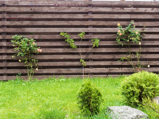 Roses tied to a wooden fence so they don't break