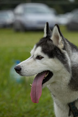 close-up portrait of a young husky dog of black and white color