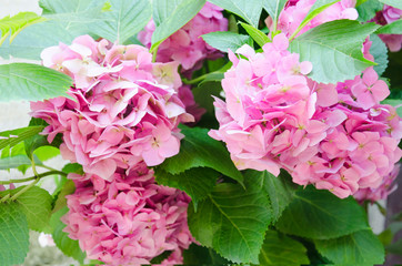 the blossoming hydrangea in the summer