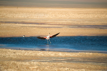 Beautiful Flying Flamingo at Atacama Desert Lake