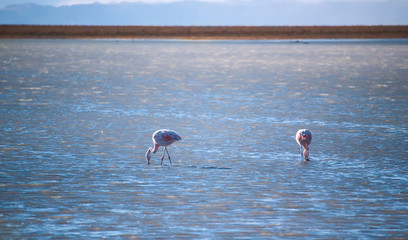 Two Flamingos in the Water at Atacama Desert in a Sunny Day