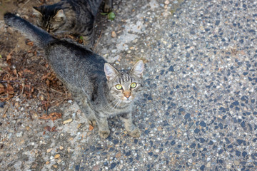 Gray tabby cat outdoors looking at camera