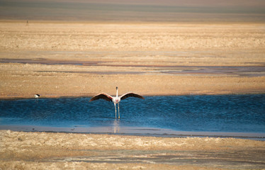 Beautiful Flying and Landing Flamingo at Atacama Desert Lake