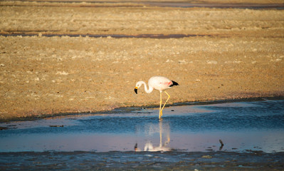 Beautiful Pink Flamingo Posing in the Water at Atacama Desert