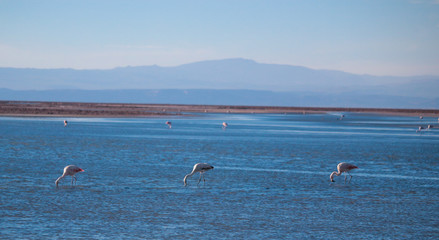 Three Flamingos in the Water at Atacama Desert