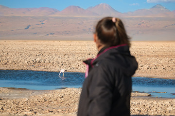 Young Female Tourist Watching Flamingos at Atacama Desert