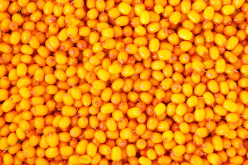 Fresh ripe sea buckthorn berries. Close-up. Top view. Background. Texture.