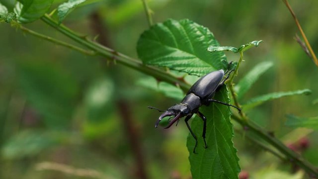 Stag Beetle male (Lucanus cervus) on leaf of blackberry - (4K)
